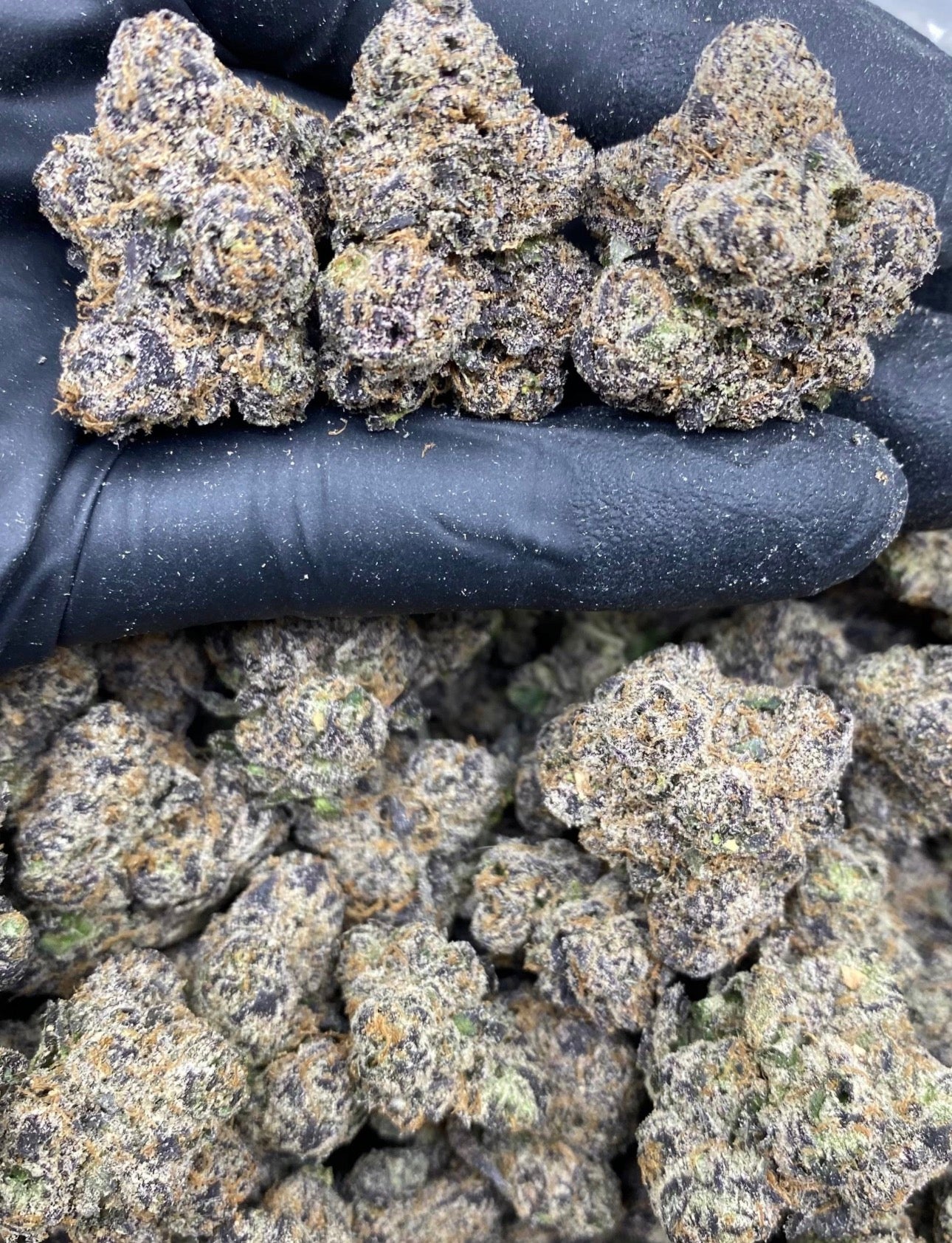 BLACK CHERRY SODA