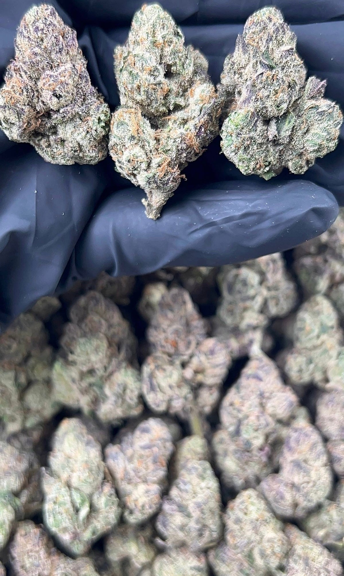 SAP GAS (sativa )