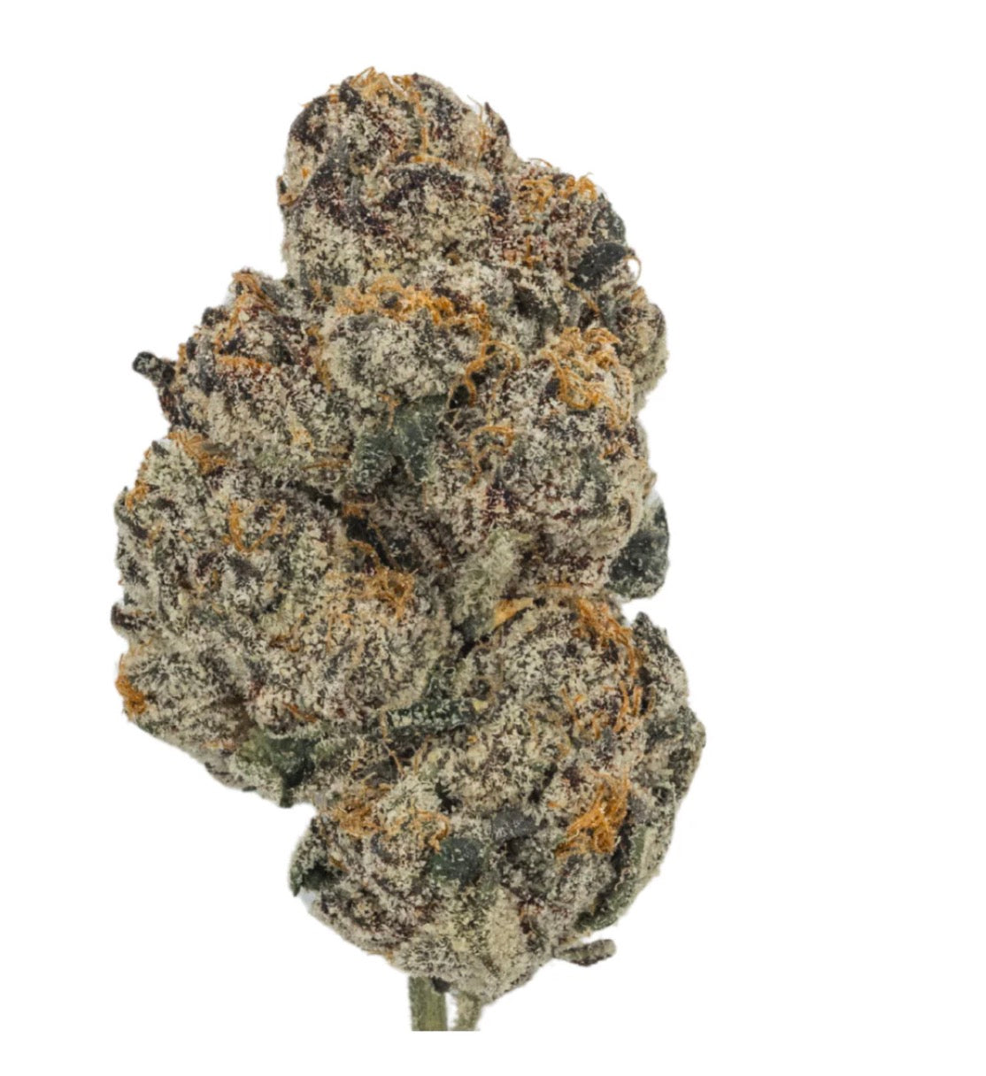 BLACK CHERRY GELATO
