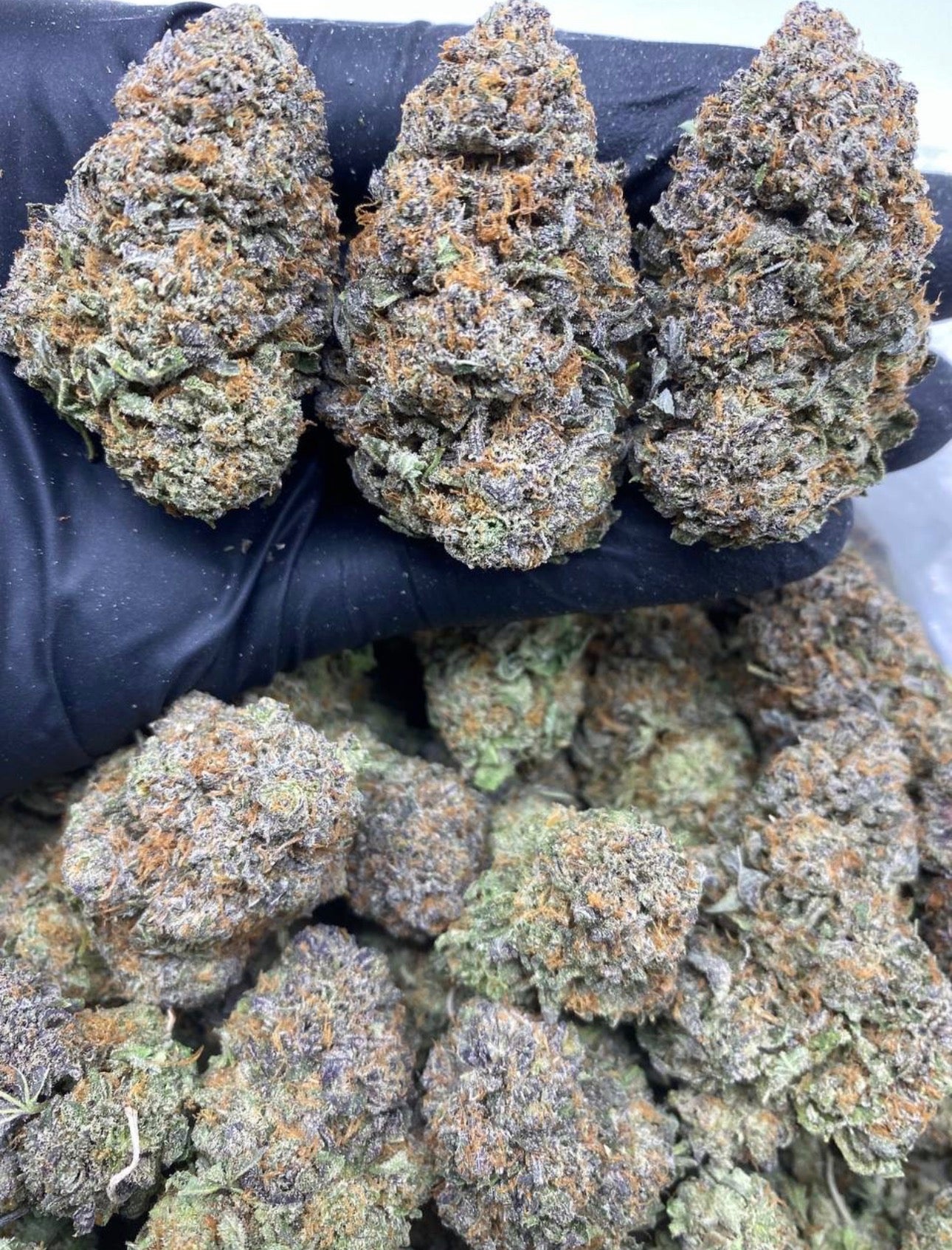 PURPLE PLATINUM GUSHERS